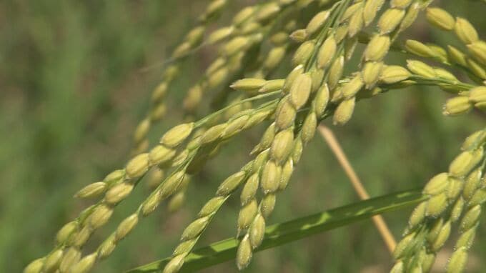 コメの生産や流通、消費について話し合う検討会議　県は独自に生産コストの透明化と価格の適正化に取り組む方針　長野　|　SBC NEWS | 長野のニュース | SBC信越放送