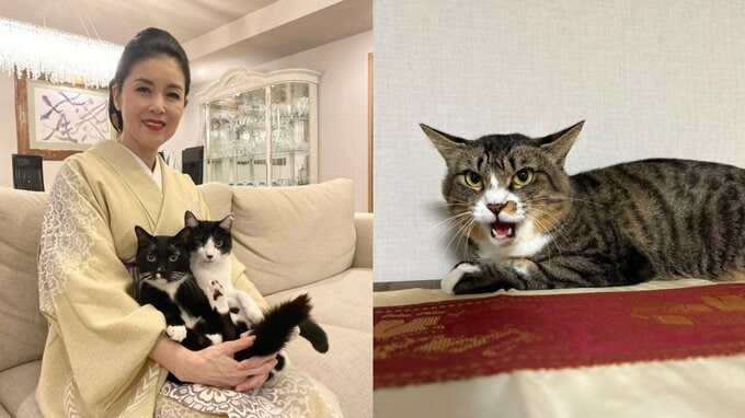 【 ねこ 】藤あや子さんの保護猫「じゃこ天」くん未だ馴れず　先住猫 “オレオ姉さん” 不満顔|TBS NEWS DIG