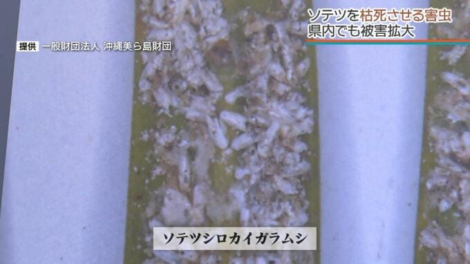 ソテツを枯らす外来種の害虫　県内でも被害広がる　|TBS NEWS DIG