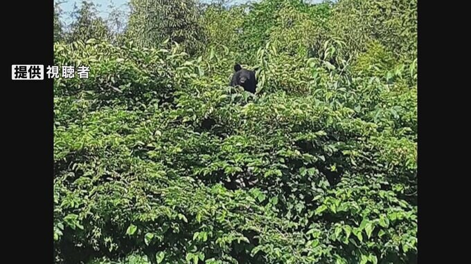 14日に目撃された「クマ」と同じ個体か　青森県八戸市の国道に「クマの死骸」　付近住民は「いま安心です」　|　青森のニュース│ATV NEWS│青森テレビ