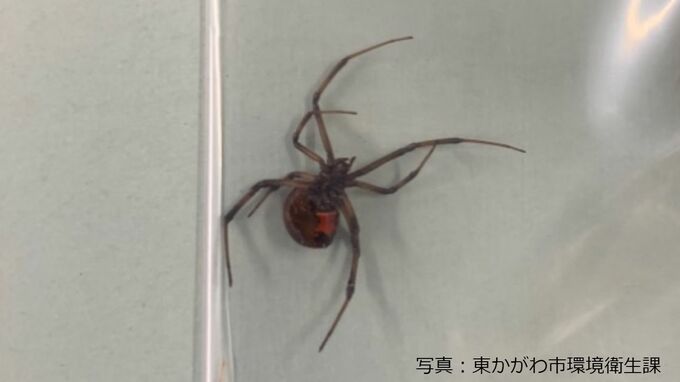 毒性が強い特例外来生物「セアカゴケグモ」1匹と “孵化済みの卵のう” 7個見つかる「見つけたら素手で触らず殺処分を」東かがわ市が注意呼びかけ【香川】|TBS NEWS DIG