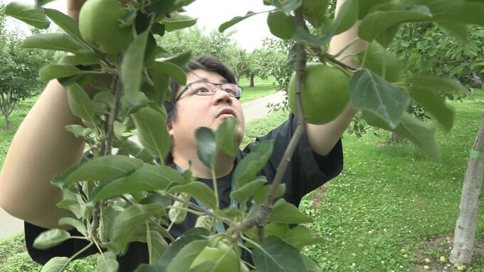 リンゴ着果状況調査始まる　園地によっては「カラマツ被害」など確認も　藤崎町の園地では十分な生育を確認　青森県　|　青森のニュース│ATV NEWS│青森テレビ