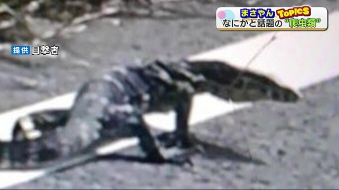 いまちょっと話題の『爬虫類』もし逃げ出している個体を見つけたら?ペットとして人気の理由や飼育で気を付けることなど | 熊本のニュース|RKK NEWS|RKK熊本放送