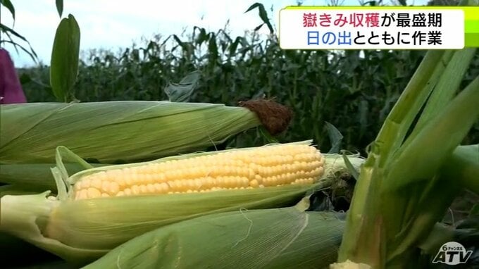 収穫の最盛期　岩木山麓のブランドトウモロコシ「嶽きみ」　熟練の手さばきで収穫するこの道およそ40年のベテラン「皆さんにとにかくおいしいものを届けたい」　青森県弘前市|TBS NEWS DIG