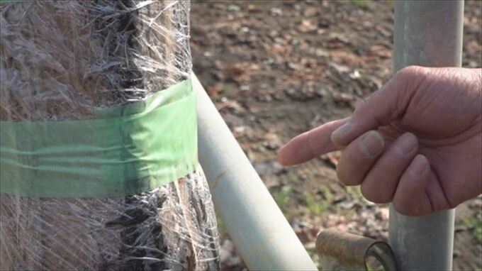 「ブドウ作りの人生を否定されているような気持ち」農家のシャインマスカットなど18本に傷　チェーンソーか　器物損壊事件として捜査　山梨・甲州市　|　山梨のニュース | ＵＴＹテレビ山梨