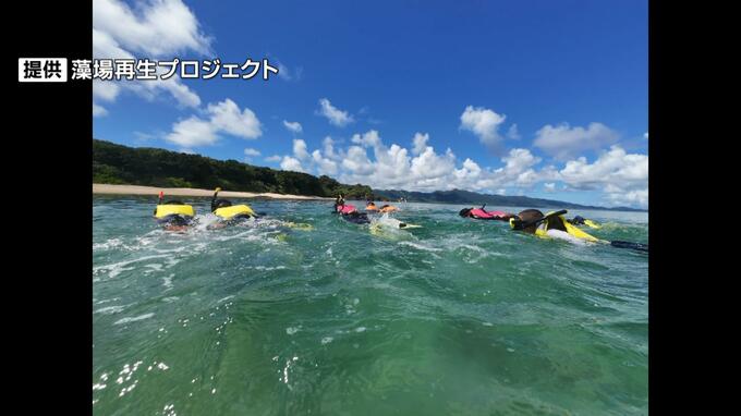 絶滅危惧種の「ウミショウブ」再生を県内企業3社が支援　国内初のJブルークレジット認証を取得　|　沖縄のニュース｜RBC 琉球放送