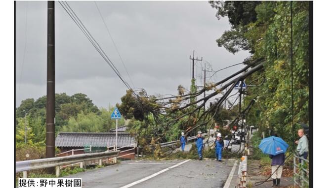 暴風の影響か　高さ約12mの木が倒れ国道ふさぐ　上下線全面通行止め　電線切れ約90戸が停電【長崎】　|　長崎のニュース | 天気 | NBC長崎放送