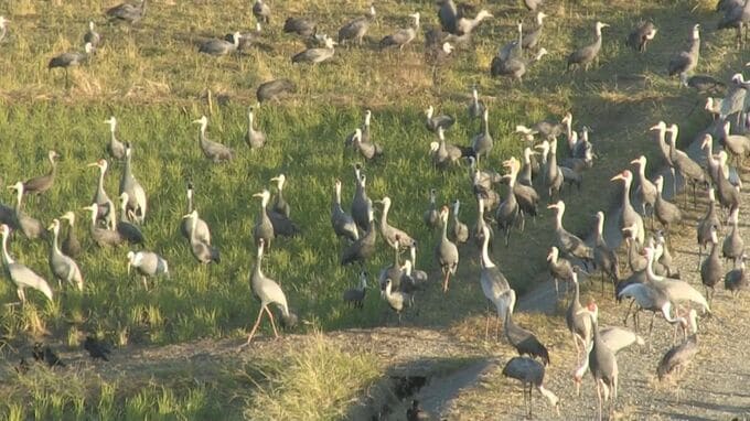 今シーズンは1万3319羽のツルが飛来　鹿児島・出水平野|TBS NEWS DIG