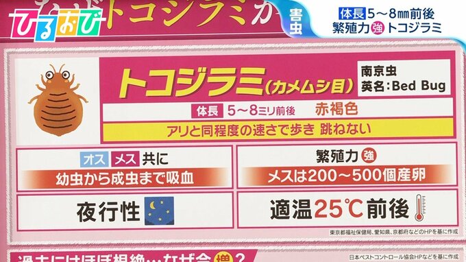 「針で突き刺されるような耐え難いかゆみ」トコジラミ日本でも増加　実はカメムシの一種？専門家が生態と対策を徹底解説【ひるおび】|TBS NEWS DIG
