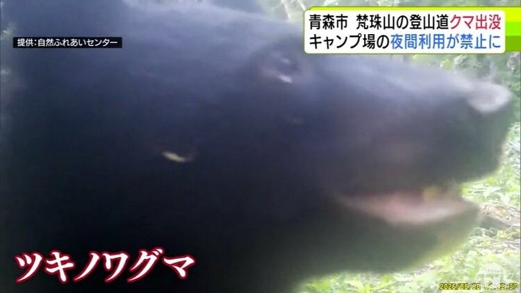 カメラを覆う“黒い影” 登山道に「ツキノワグマ」出没で近くのキャンプ