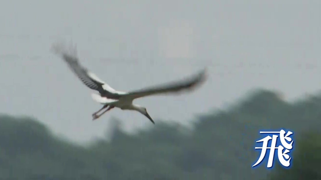 飛ぶのを見たら、みんな幸せな気分になる」 コウノトリ巣立つ 広島