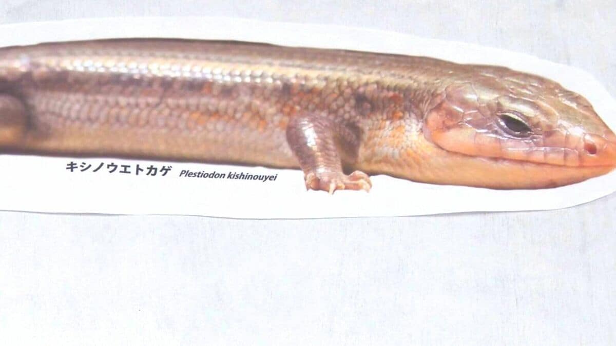 辰年にちなんで、竜に似ている「トカゲ」を紹介する展示会を開催