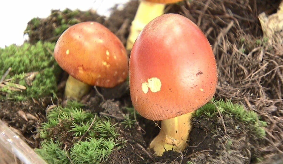 怪しいキノコは「採らない、食べない、売らない、人にあげない