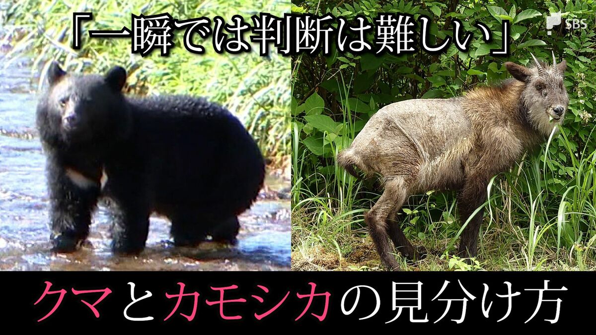 クマ出没」の情報、実は”カモシカ”だったケースも⋯一瞬では難しい