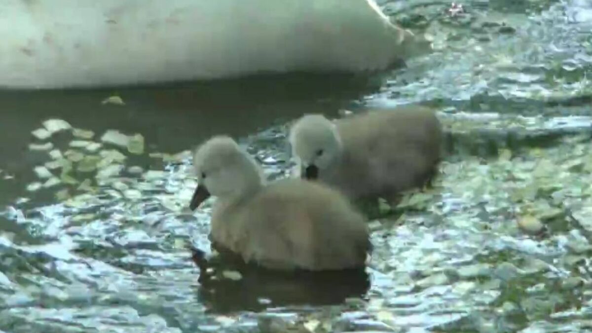 生まれたての白鳥のヒナ” 美観地区を親子でスイスイ「親の背中に