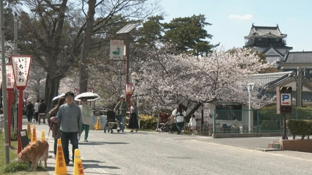 桜が見頃の愛知･岡崎城公園 多くの花見客が 4月5日までは夜間ライトアップやキッチンカーも 愛知