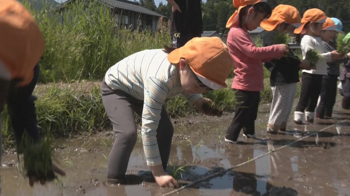 園児たちが田植え体験 ロープにそって丁寧に… 秋にはとれた｢もち米｣で餅つき “食への理解深めて” 岐阜･高山市