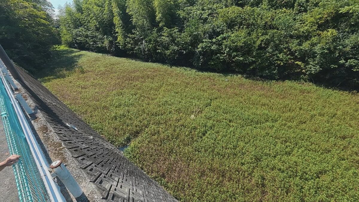 3年で5mから150m…水面が草原化　特定外来種「ナガエツルノゲイトウ」旧高田城の外堀を占拠　刈り取り・運搬は法律違反…県が注意呼びかけ