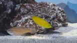 しまね海洋館アクアス　ゴールデンウィークにちなんだ季節の水槽展示|TBS NEWS DIG