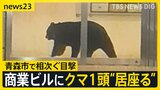 青森市でクマ1頭がホテルなどが入る商業ビルで“居座り” 中心街に響いた2発の銃声…出没から約3時間後に緊急銃猟で駆除【news23】|TBS NEWS DIG