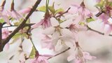 山梨県の県花フジザクラ 例年より10日ほど早く満開に ふじざくら祭りも開催 | 山梨のニュース | UTYテレビ山梨