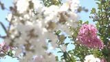 サルスベリの花が見頃に「今が一番きれい」周防国分寺 山口・防府|TBS NEWS DIG