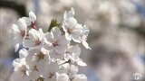 桜開花予想　変わらず４月１７日　平年比５日早い　３月４月は気温高い予想「つぼみの生長加速」　青森県　|　青森のニュース│ATV NEWS│青森テレビ
