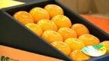 「冷やすとおいしい」県内産ハウスみかんなど　お中元ギフトでPR　鹿児島市青果市場　|　鹿児島のニュース｜MBC NEWS｜南日本放送
