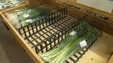 「入荷量が半分もない…」大雨で青ネギや葉物野菜が激減、栽培を諦める農家も。愛媛の|TBS NEWS DIG