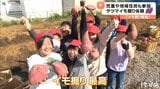 「でかっ！」最高は１．６キロ　 どっさり収穫 子どもたちがサツマイモ掘り　|　愛媛のニュース - Nスタえひめ｜あいテレビは6チャンネル