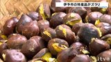 「甘みがあっておいしい」旬の味覚栗も…伊予市特産品フェア　愛媛・松山市　|　愛媛のニュース - Nスタえひめ｜あいテレビは6チャンネル