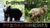 「クマ出没」の情報、実は”カモシカ”だったケースも⋯一瞬では難しい？クマとカモシカの見分け方　|　静岡のニュース | SBSNEWS | 静岡放送