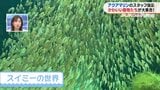 まるで“スイミー”の世界!1万匹の群れが〇〇の形に・・・!【ぷくぷくキュンアニマルズ⑮】 | 福島のニュース│TUF