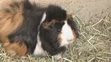 「お母さんは入園無料です」須坂市動物園で母の日イベント 長野県内の動物園で初めて繁殖に成功したニホンイヌワシのヒナも|TBS NEWS DIG