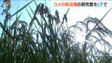 「日本のコメを守りたい」暑さに強い新品種“RILX” クラウドファンディングで研究費募る 新潟大学|TBS NEWS DIG