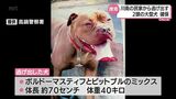 川南町の民家から体重40キロの大型犬が逃げ出す騒ぎ 近くの小学校では集団下校も|TBS NEWS DIG