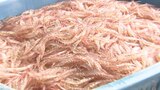新湊に待望の”春”…シロエビ漁が解禁、初日は去年の9倍で最高の船出に 液状化被害の食堂も再開 富山 | 富山のニュース|天気・防災|チューリップテレビ