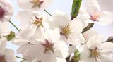 サクラと菜の花が競演…信州・飯山で400本のサクラが満開に「風情もあって素晴らしい…！」　|　SBC NEWS | 長野のニュース | SBC信越放送