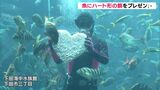  愛のこもった「ハート形の餌」プレゼント　バレンタインデーを魚たちも満喫＝静岡・下田海中水族館|TBS NEWS DIG
