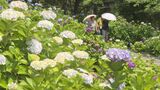 約3000本のアジサイが見ごろ 大分・宇佐市の響山公園 | 大分のニュース|OBS NEWS|大分放送