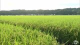 稲の刈り取り適期は例年より「2週間程度早まる」と推定　記録的な暑さで生育進み　刈り遅れには注意を|TBS NEWS DIG