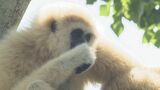 動物園からシロテテナガザル一時逃げ出す　約2時間後捕獲され、けが人なし　動物園は臨時休園に　山口・宇部 ときわ動物園　|　山口のニュース・天気・防災｜tys NEWS｜ｔｙｓテレビ山口