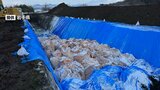 49%の殺処分完了 鳥インフルエンザ発生の盛岡市の2養鶏場 従事する県職員や応援獣医師ら延べ1200人超す 岩手|TBS NEWS DIG