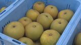 「玉太りも良く、甘い梨に」　赤梨の産地　幸水の出荷始まる　|　BSSニュース | BSS山陰放送