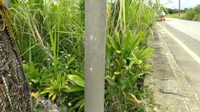 与論町で死亡事故　駐車していたトラックが動き出し、女性がトラックと電柱に挟まれる　鹿児島|TBS NEWS DIG