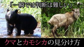 「クマ出没」の情報、実は”カモシカ”だったケースも⋯一瞬では難しい？クマとカモシカの見分け方|TBS NEWS DIG
