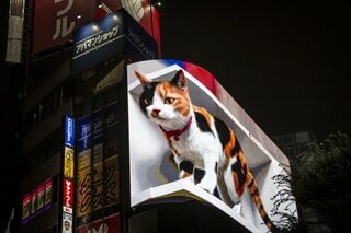 日本の猫ブーム、社会の変化映し出す－経済効果3兆円| TBS CROSS DIG with Bloomberg