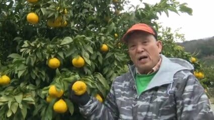 見た目より食べた後がはるかに感動します」媛小春の収穫盛ん 愛媛県
