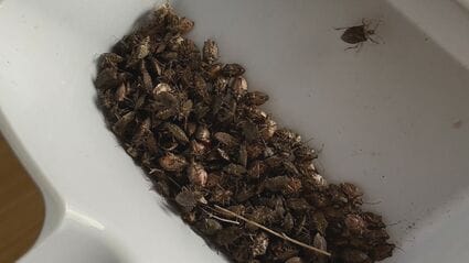 カメムシ」大量発生の町、衝撃 家を掃除すると…数百匹捕獲