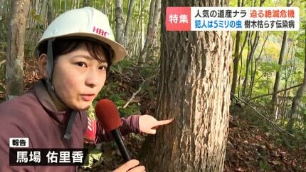 ウィスキーの樽としても需要高まる道産ナラに危機迫る！体長5ミリの